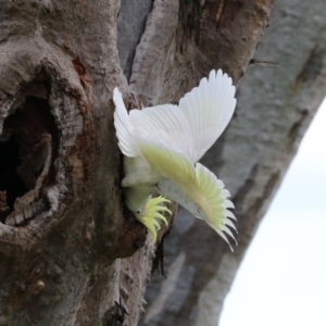 Cacatua galerita at Higgins, ACT - 13 Nov 2017 10:59 AM