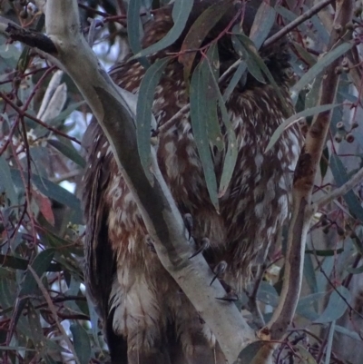 Ninox boobook (Southern Boobook) at Red Hill, ACT - 24 Nov 2017 by roymcd