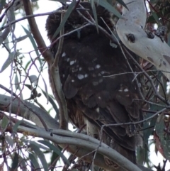 Ninox boobook at Red Hill, ACT - 24 Nov 2017