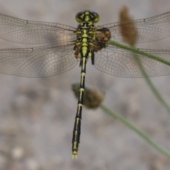 Austrogomphus guerini (Yellow-striped Hunter) at Googong Reservoir - 25 Nov 2017 by roymcd