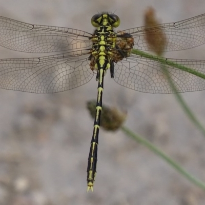 Austrogomphus guerini (Yellow-striped Hunter) at Googong Reservoir - 25 Nov 2017 by roymcd