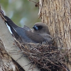 Artamus cyanopterus (Dusky Woodswallow) at Googong, NSW - 25 Nov 2017 by roymcd