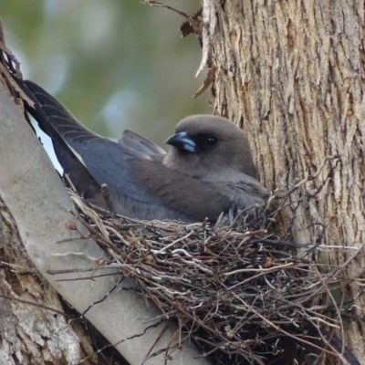 Artamus cyanopterus cyanopterus (Dusky Woodswallow) at Googong, NSW - 25 Nov 2017 by roymcd