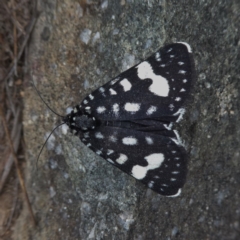 Periscepta polysticta (Spotted Day Moth) at QPRC LGA - 19 Nov 2017 by Wandiyali