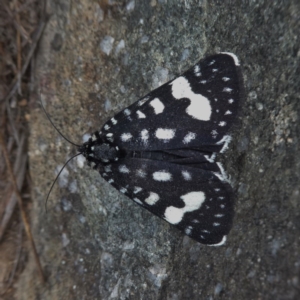 Periscepta polysticta at Jerrabomberra, NSW - 20 Nov 2017