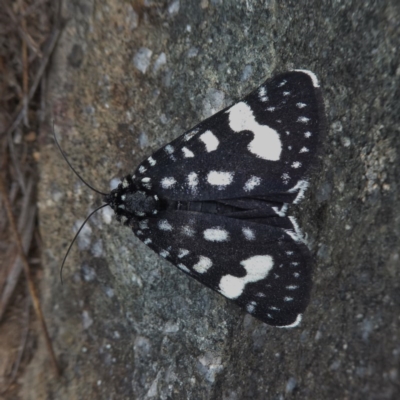 Periscepta polysticta (Spotted Day Moth) at Wandiyali-Environa Conservation Area - 19 Nov 2017 by Wandiyali