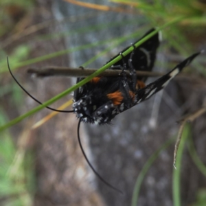 Periscepta polysticta at Jerrabomberra, NSW - 20 Nov 2017