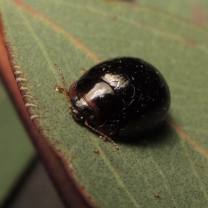 Paropsisterna rufipes at Bonython, ACT - 15 Nov 2017