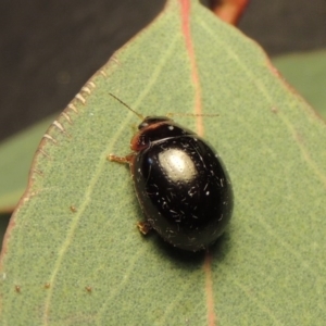 Paropsisterna rufipes at Bonython, ACT - 15 Nov 2017