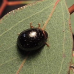 Paropsisterna rufipes at Bonython, ACT - 15 Nov 2017