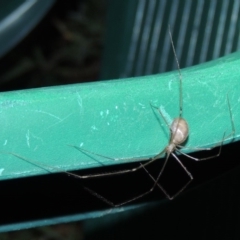 Pholcus phalangioides (Daddy-long-legs spider) at Conder, ACT - 18 Nov 2017 by MichaelBedingfield