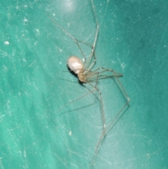 Pholcus phalangioides at Conder, ACT - 18 Nov 2017 12:41 AM