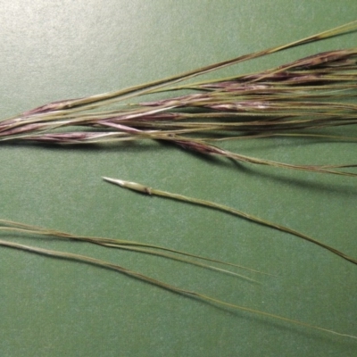 Nassella neesiana (Chilean Needlegrass) at Pine Island to Point Hut - 22 Nov 2017 by MichaelBedingfield