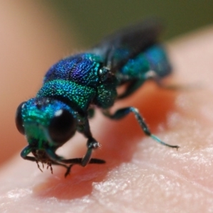 Chrysididae (family) at Doctor George Mountain, NSW - 26 Nov 2017