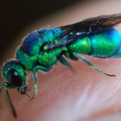 Chrysididae (family) at Doctor George Mountain, NSW - 26 Nov 2017