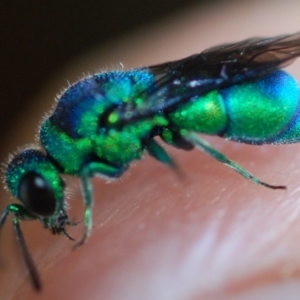 Chrysididae (family) at Doctor George Mountain, NSW - 26 Nov 2017