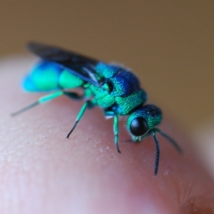 Chrysididae (family) at Doctor George Mountain, NSW - 26 Nov 2017