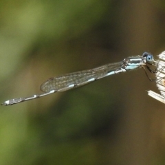 Austrolestes leda (Wandering Ringtail) at Canberra Central, ACT - 27 Nov 2017 by JohnBundock