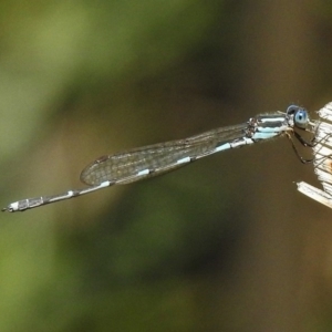 Austrolestes leda at Canberra Central, ACT - 27 Nov 2017