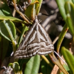 Dichromodes confluaria (Ceremonial Heath Moth) at Mount Clear, ACT - 31 Oct 2017 by SWishart
