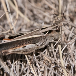 Cryptobothrus chrysophorus at Mount Clear, ACT - 1 Nov 2017 10:19 AM