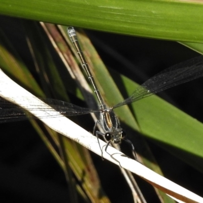 Austroargiolestes icteromelas (Common Flatwing) at ANBG - 27 Nov 2017 by JohnBundock