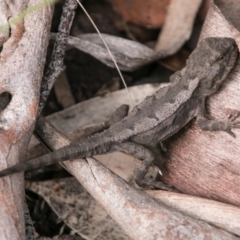 Rankinia diemensis (Mountain Dragon) at Mount Clear, ACT - 1 Nov 2017 by SWishart