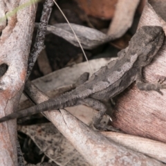 Rankinia diemensis (Mountain Dragon) at Namadgi National Park - 31 Oct 2017 by SWishart