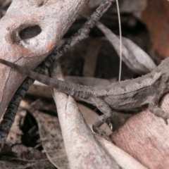 Rankinia diemensis at Mount Clear, ACT - 1 Nov 2017