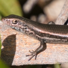 Pseudemoia entrecasteauxii (Woodland Tussock-skink) at Mount Clear, ACT - 1 Nov 2017 by SWishart