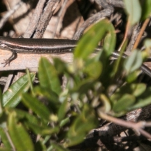 Pseudemoia entrecasteauxii at Mount Clear, ACT - 1 Nov 2017 10:55 AM