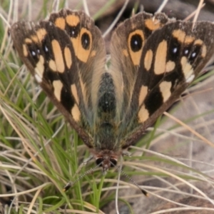 Argynnina cyrila at Mount Clear, ACT - 1 Nov 2017