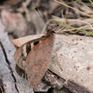 Argynnina cyrila at Mount Clear, ACT - 1 Nov 2017