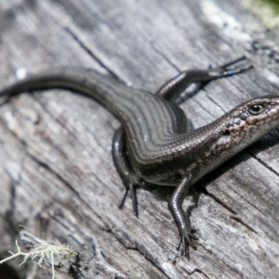 Pseudemoia entrecasteauxii (Woodland Tussock-skink) at Namadgi National Park - 1 Nov 2017 by SWishart