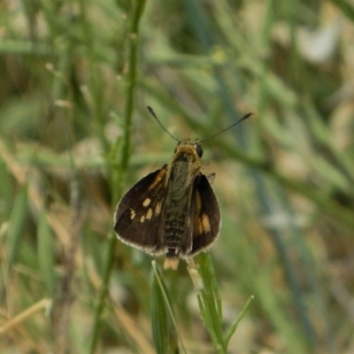 Trapezites luteus (Yellow Ochre, Rare White-spot Skipper) at Mount Painter - 26 Nov 2017 by CathB