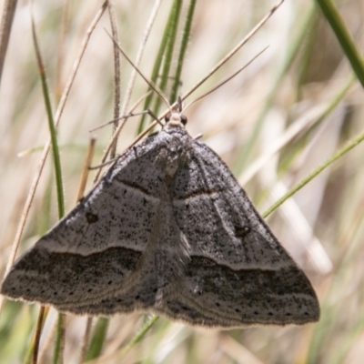 Antasia flavicapitata (Yellow-headed Heath Moth (Oenochrominae)) at Booth, ACT - 1 Nov 2017 by SWishart