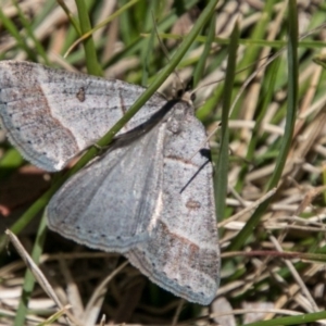 Antasia flavicapitata at Booth, ACT - 1 Nov 2017 11:55 AM