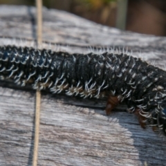 Perga sp. (genus) (Sawfly or Spitfire) at Namadgi National Park - 1 Nov 2017 by SWishart