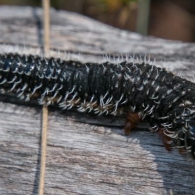 Perga sp. (genus) (Sawfly or Spitfire) at Booth, ACT - 1 Nov 2017 by SWishart