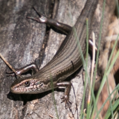 Pseudemoia entrecasteauxii (Woodland Tussock-skink) at Booth, ACT - 1 Nov 2017 by SWishart