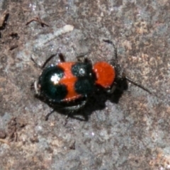 Dicranolaius bellulus (Red and Blue Pollen Beetle) at Namadgi National Park - 1 Nov 2017 by SWishart