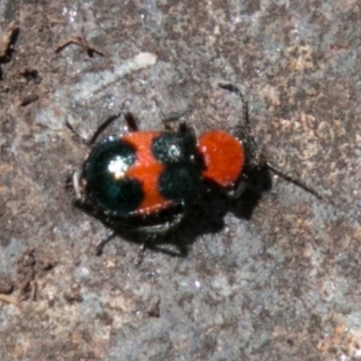 Dicranolaius bellulus (Red and Blue Pollen Beetle) at Booth, ACT - 1 Nov 2017 by SWishart