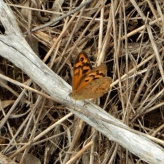 Heteronympha merope (Common Brown Butterfly) at Mount Painter - 26 Nov 2017 by CathB