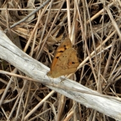 Heteronympha merope at Belconnen, ACT - 26 Nov 2017