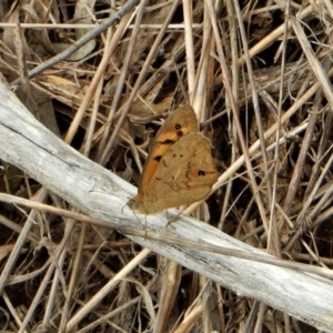 Heteronympha merope at Belconnen, ACT - 26 Nov 2017 11:07 AM