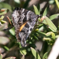 Dichromodes ainaria (A geometer or looper moth) at Booth, ACT - 1 Nov 2017 by SWishart