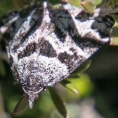 Dichromodes ainaria at Booth, ACT - 1 Nov 2017