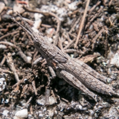 Coryphistes ruricola (Bark-mimicking Grasshopper) at Namadgi National Park - 1 Nov 2017 by SWishart