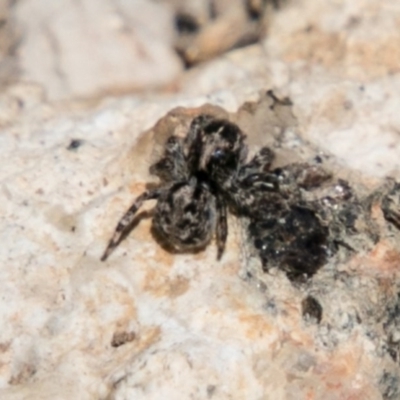 Salticidae (family) (Jumping spider) at Booth, ACT - 1 Nov 2017 by SWishart