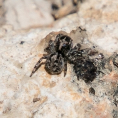 Salticidae (family) (Unidentified Jumping spider) at Booth, ACT - 1 Nov 2017 by SWishart